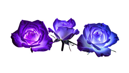 Three luminous, digitally enhanced roses, glowing with vibrant purple and white hues against a stark black background