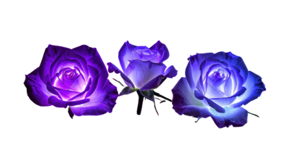 Three luminous, digitally enhanced roses, glowing with vibrant purple and white hues against a stark black background