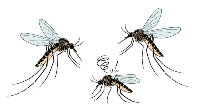 A set of three detailed, hand-drawn style illustrations shows mosquitos in various states, including one appearing dizzy.