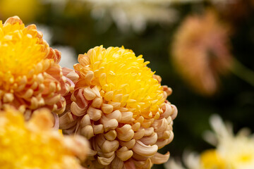 Macro shot of a vibrant yellow chrysanthemum flower in full bloom during autumn festival
