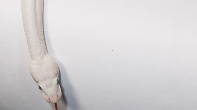 White Snake Slithering Across Clean White Studio Background