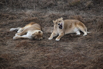 Resting lioness on dry grass  © Tonya Hance