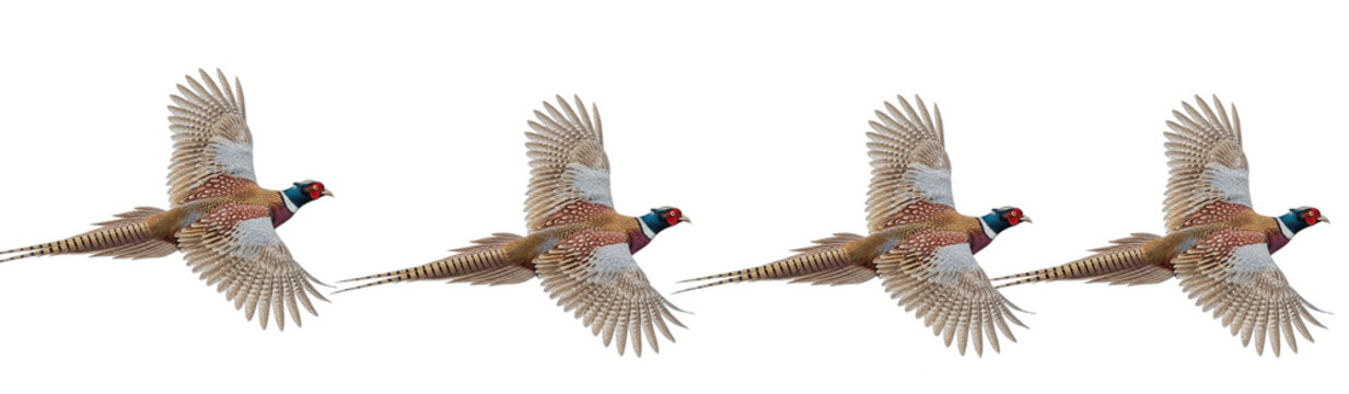 Row of four male common pheasants in flight with open wings, isolated on transparent PNG background