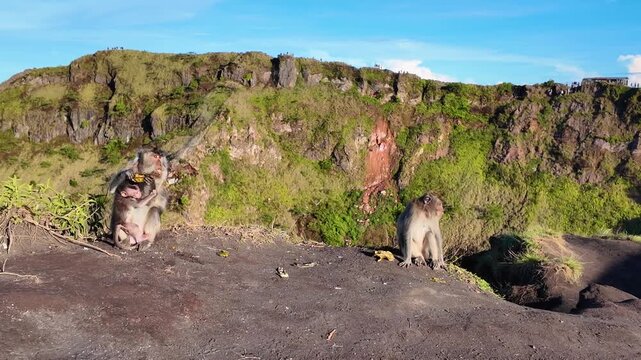 Monkeys on Mount Batur with lush landscape, sunny and serene mood