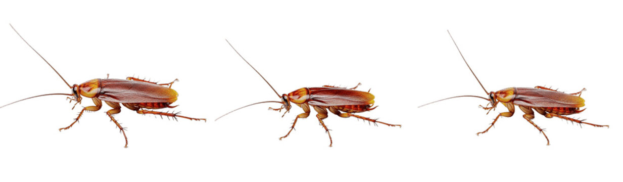 Brown Cockroach Collection on White Background