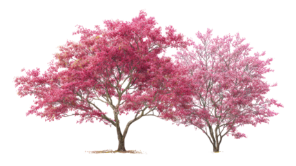 Japanese Maple Acer palmatum flowering Dogwood Cornus tree on transparent background