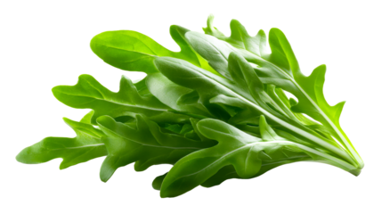 Fresh green arugula leaves, a healthy and flavorful ingredient for salads and culinary creations, perfect for food blogs and recipe publications