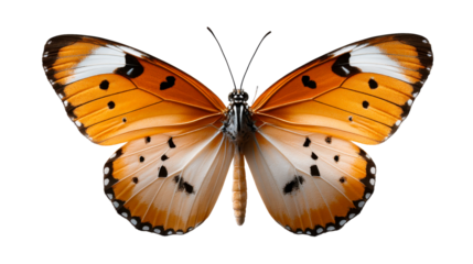 Close up top view of an orange butterfly with black spots and white markings, perfect for nature themes, wildlife, or insectrelated concepts.