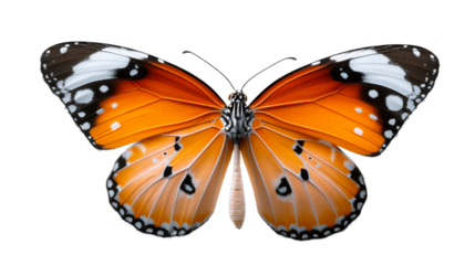 Close up of an orange monarch butterfly with black and white markings on wings captured against a plain background for nature and insect related projects