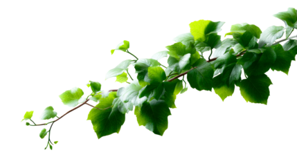 Vine with lush green leaves extending diagonally across the frame, ideal for natural health and organic product promotions and as a fresh foliage accent in web design and marketing
