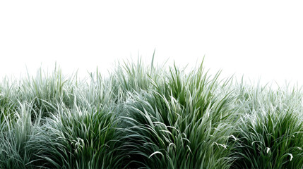 Lush green and white variegated ornamental grass clumps sway gently suggesting a natural serene outdoor scene perfect for landscaping visuals and nature inspired projects