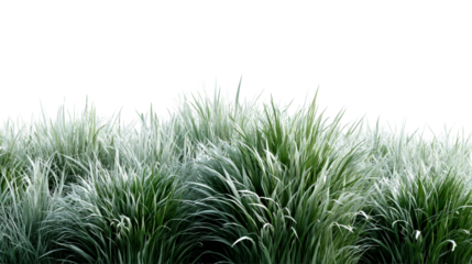Lush green and white variegated ornamental grass clumps sway gently suggesting a natural serene outdoor scene perfect for landscaping visuals and nature inspired projects