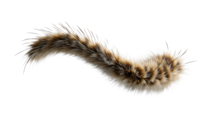Fluffy segmented caterpillar body covered in brown and white fuzzy hair, showing its hairy texture and curled shape, perfect for natural history and entomology subjects.