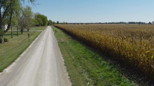 Drone pullback along straight dirt farm road bordered by tall cornfields, reveals mailbox