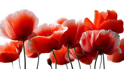 Vibrant red poppies bloom with delicate translucent petals and dark green stems against a luminous background, perfect for memorial themes, spring celebrations, or adding a splash of color
