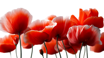 Vibrant red poppies bloom with delicate translucent petals and dark green stems against a luminous background, perfect for memorial themes, spring celebrations, or adding a splash of color