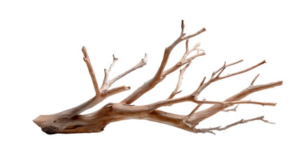 Weathered driftwood branch with multiple limbs and organic texture displayed for natural decor or aquatic landscaping projects