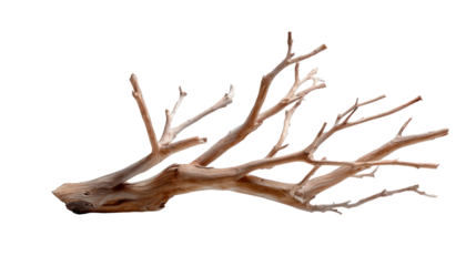 Weathered driftwood branch with multiple limbs and organic texture displayed for natural decor or aquatic landscaping projects