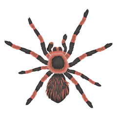 red tarantula with separate white background