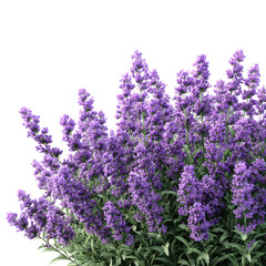 Obraz premium Lavender bush with tall purple flower spikes isolated on transparent background