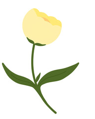 Yellow tulip flower with leaves