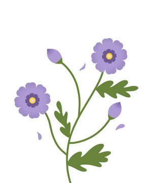 Violet flowers | aster flower lilac purple