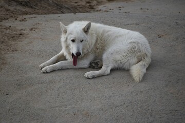 White wolf resting 