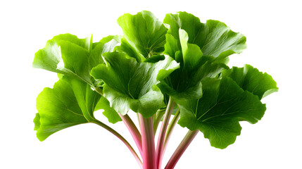 Vibrant green rhubarb leaves with pink stems offer a fresh and healthy ingredient for culinary creations and garden inspiration.