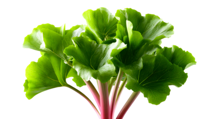 Vibrant green rhubarb leaves with pink stems offer a fresh and healthy ingredient for culinary creations and garden inspiration.