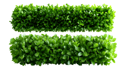 Fresh green foliage arranged in two neat rectangular shapes, perfect for illustrating nature, gardening, or landscaping concepts in various media projects.