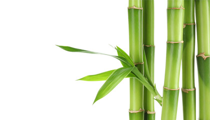 Fototapeta premium Green bamboo stalks and leaves surround a white background