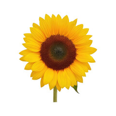 Fototapeta premium A single sunflower with vibrant yellow petals and a dark brown center png transparent