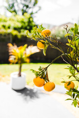 mandarin tree full of ripe fruit with tropical australian garden bokeh background