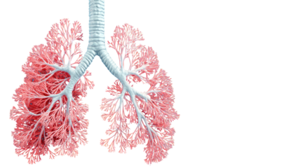 Anatomical illustration showing human lungs detailed medical diagram respiratory system healthcare education isolated on white background