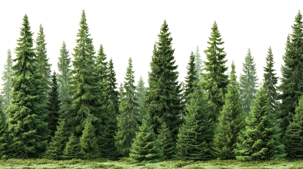 Lush green coniferous forest with tall pine trees isolated on transparent background