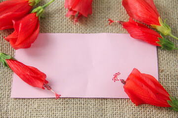 Blank paper or empty space for writing, flat-lay photograph features a vibrant arrangement of Turk's Cap flowers, scientifically known as Malvaviscus arboreus. Also commonly referred to as the Sleepin