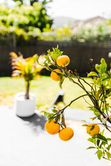 mandarin tree full of ripe fruit with tropical australian garden bokeh background