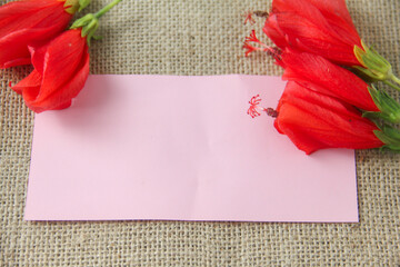Blank paper or empty space for writing, flat-lay photograph features a vibrant arrangement of Turk's Cap flowers, scientifically known as Malvaviscus arboreus. Also commonly referred to as the Sleepin