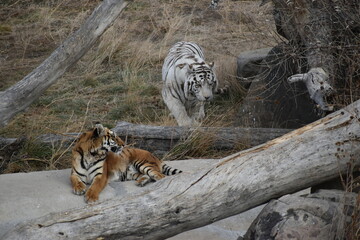 Two tigers in a natural habitat © Tonya Hance