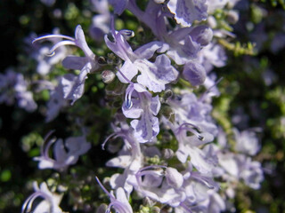 良い香りのするハーブの一種のローズマリーの満開の花のアップ