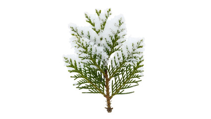 Snowcovered Evergreen Branch On Black Background