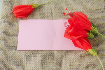 Blank paper or empty space for writing, flat-lay photograph features a vibrant arrangement of Turk's Cap flowers, scientifically known as Malvaviscus arboreus. Also commonly referred to as the Sleepin