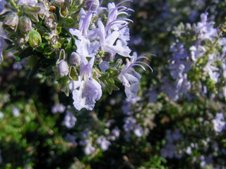 良い香りのするハーブの一種のローズマリーの満開の花のアップ