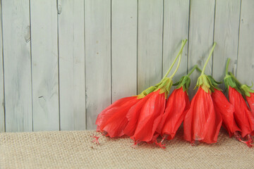 This minimalist and clean photograph features a vibrant cluster of Turk's Cap flowers, scientifically classified as Malvaviscus arboreus