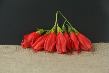 This minimalist and clean photograph features a vibrant cluster of Turk's Cap flowers, scientifically classified as Malvaviscus arboreus