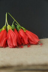 This minimalist and clean photograph features a vibrant cluster of Turk's Cap flowers, scientifically classified as Malvaviscus arboreus