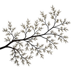Fototapeta premium Branch Silhouette Isolated on White Background
