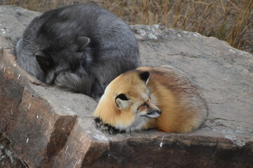 Resting foxes on a rock 