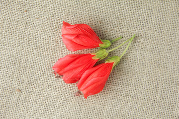 This minimalist and clean photograph features a vibrant cluster of Turk's Cap flowers, scientifically classified as Malvaviscus arboreus