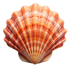 Coral Shell Isolated on White Background